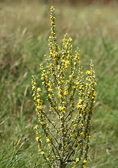 Image showing Mullein