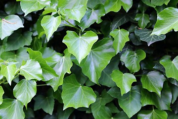 Image showing Ivy