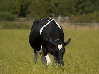 Image showing Cow Grazing