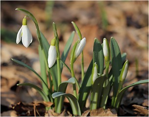 Image showing Snowdrops