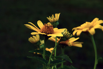 Image showing Sun flower