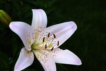 Image showing day Lily