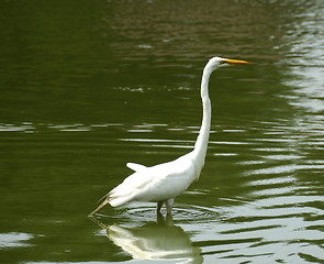 Image showing Stork