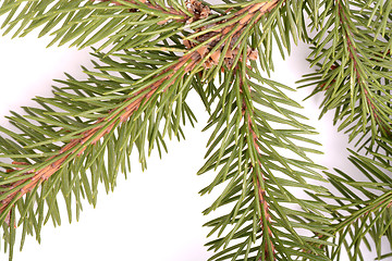 Image showing Christmas green framework isolated on white background
