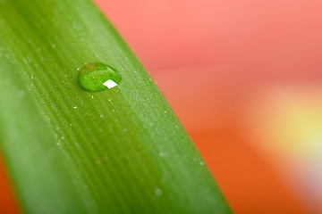 Image showing Water drops on fresh green leaf, isolated on white