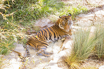 Image showing Siberian Tiger Resting in the Cool Stream