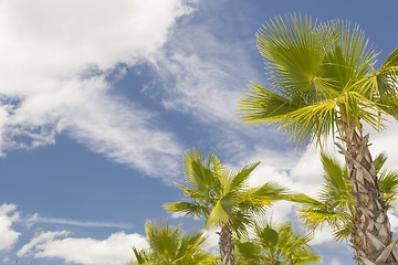 Image showing Majestic Tropical Palm Trees Against Blue Sky and Clouds