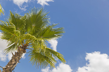 Image showing Majestic Tropical Palm Trees Against Blue Sky and Clouds