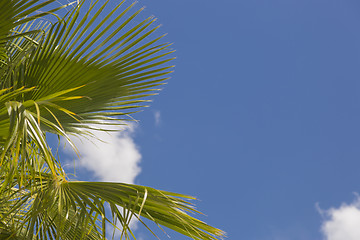 Image showing Majestic Tropical Palm Trees Against Blue Sky and Clouds