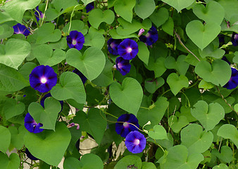 Image showing Violets