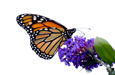 Image showing Monarch Butterfly