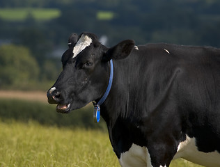 Image showing Mooo