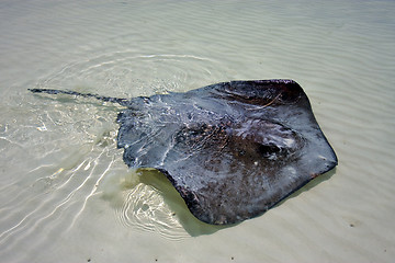 Image showing Manta in the water