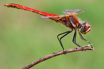 Image showing Sympetrum Fonscolombii