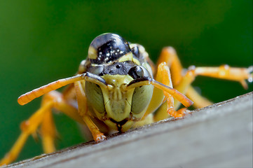 Image showing Hymenopterans