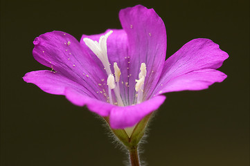 Image showing violet and brown