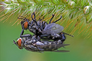 Image showing fly in love