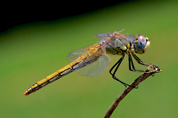 Image showing yellow dragonfly