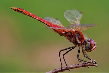 Image showing red dragonfly