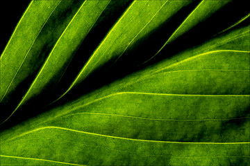 Image showing green leaf