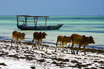 Image showing cow in zanzibar