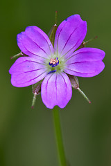 Image showing viola nel verde