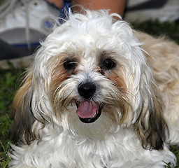 Image showing Hairy Dog