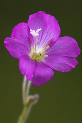 Image showing flower violet