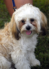 Image showing Hairy Dog