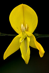 Image showing Cytisus Scoparius