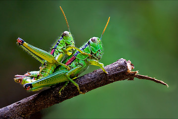 Image showing true love of grasshoppers