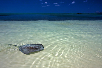 Image showing blue lagoon in mexico