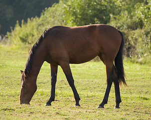 Image showing Adult Horse