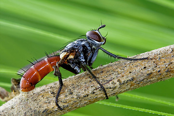 Image showing Tochinidae Cylindromia