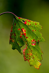 Image showing leaf