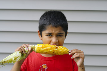 Image showing Eating corn