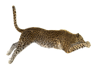 Image showing Leopard