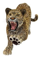 Image showing Leopard