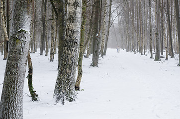 Image showing Woman with dog walking down the avenue in the winter.