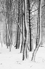 Image showing Snow covered tree trunks close-up  
