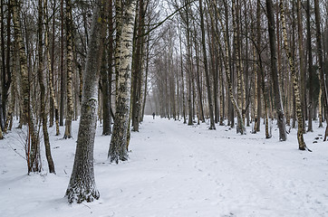 Image showing Snow covered tree trunks. Winter alley  