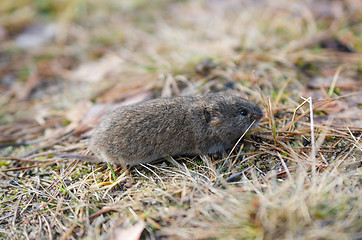 Image showing Mouse vole, close-up