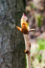 Image showing Chestnut bud