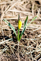 Image showing young daffodils 