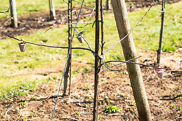 Image showing Growing apples in the orchard