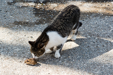 Image showing Cat and mouse