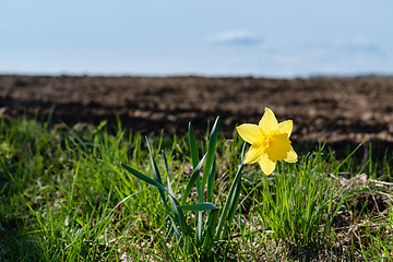 Image showing Lonely daffodil