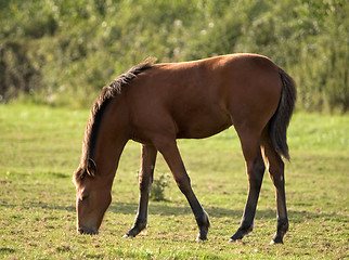 Image showing Foal