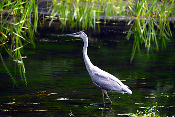 Image showing Heron