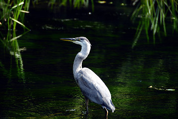 Image showing Great blue Heron